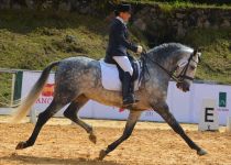 karin ovl II de rancho la pera, campeon absoluto de funcionalidad. monta bernardet pujals